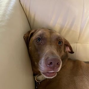 Meet your Posher, Davis